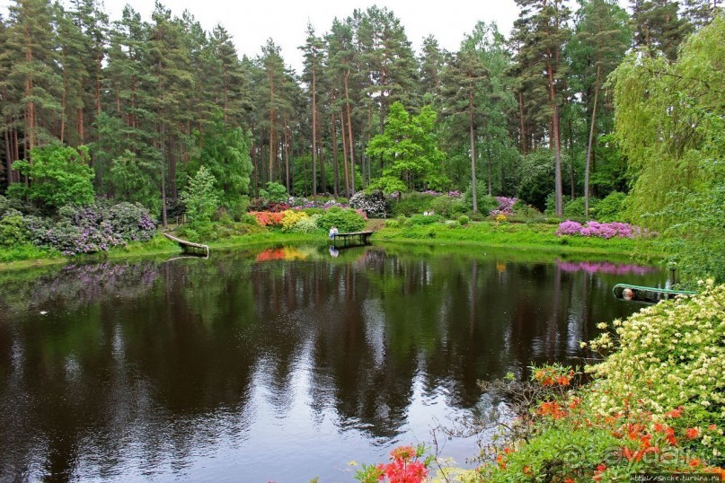 Рододендронщина. Ярких летних красок нам в первый день зимы