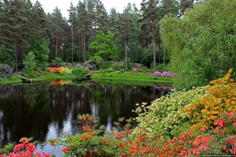 Рододендронщина. Ярких летних красок нам в первый день зимы