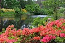 Рододендронщина. Ярких летних красок нам в первый день зимы