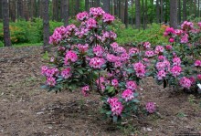 Рододендронщина. Ярких летних красок нам в первый день зимы