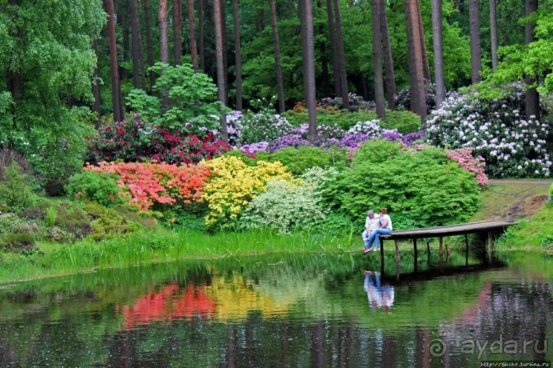 Рододендронщина. Ярких летних красок нам в первый день зимы