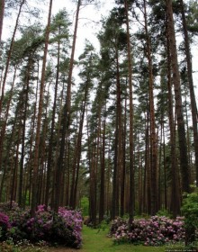 Рододендронщина. Ярких летних красок нам в первый день зимы
