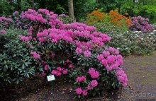 Рододендронщина. Ярких летних красок нам в первый день зимы