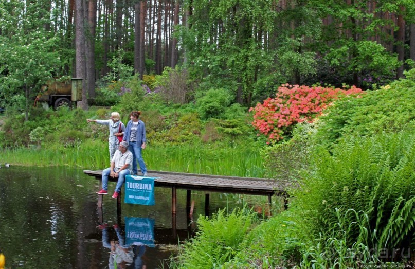 Рододендронщина. Ярких летних красок нам в первый день зимы