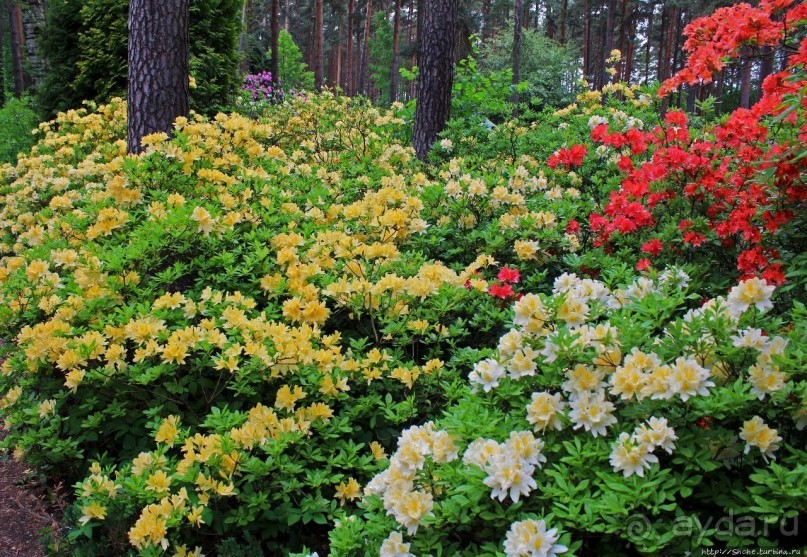 Рододендронщина. Ярких летних красок нам в первый день зимы