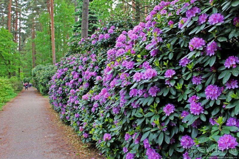 Рододендронщина. Ярких летних красок нам в первый день зимы