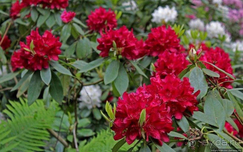 Рододендронщина. Ярких летних красок нам в первый день зимы