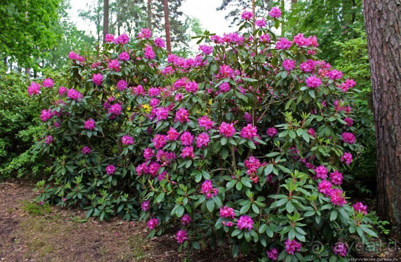 Рододендронщина. Ярких летних красок нам в первый день зимы