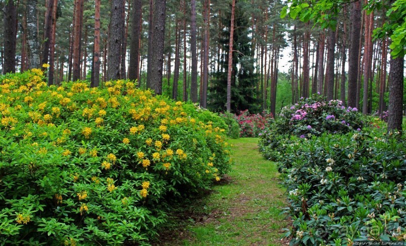 Рододендронщина. Ярких летних красок нам в первый день зимы