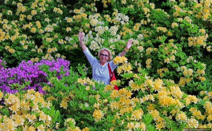 Рододендронщина. Ярких летних красок нам в первый день зимы