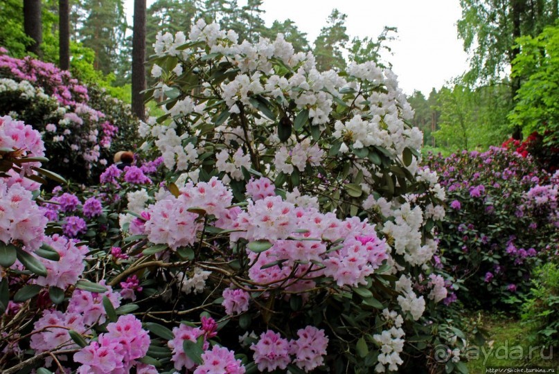 Рододендронщина. Ярких летних красок нам в первый день зимы