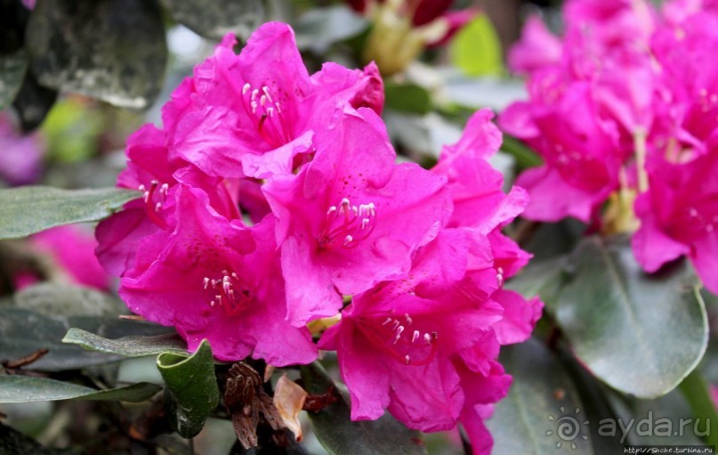 Рододендронщина. Ярких летних красок нам в первый день зимы