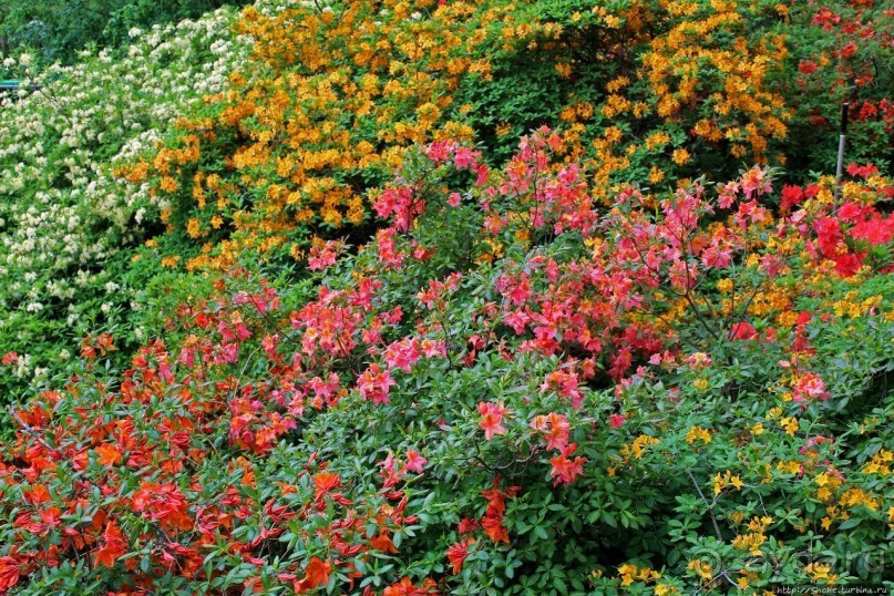 Рододендронщина. Ярких летних красок нам в первый день зимы