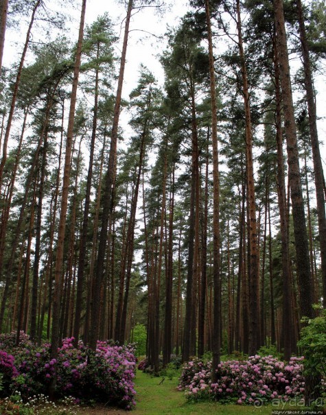 Рододендронщина. Ярких летних красок нам в первый день зимы