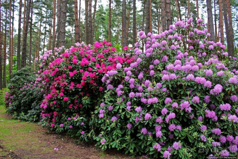 Рододендронщина. Ярких летних красок нам в первый день зимы