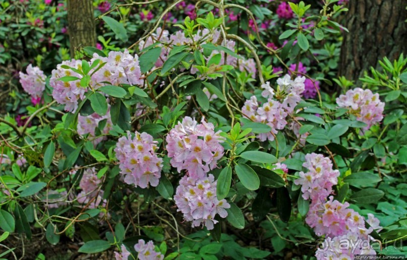 Рододендронщина. Ярких летних красок нам в первый день зимы