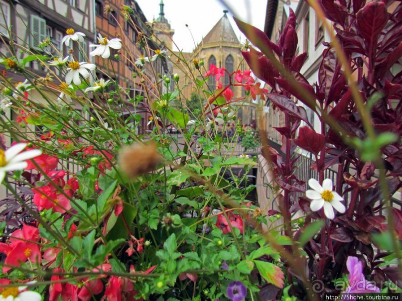 Утопающий в цветах...