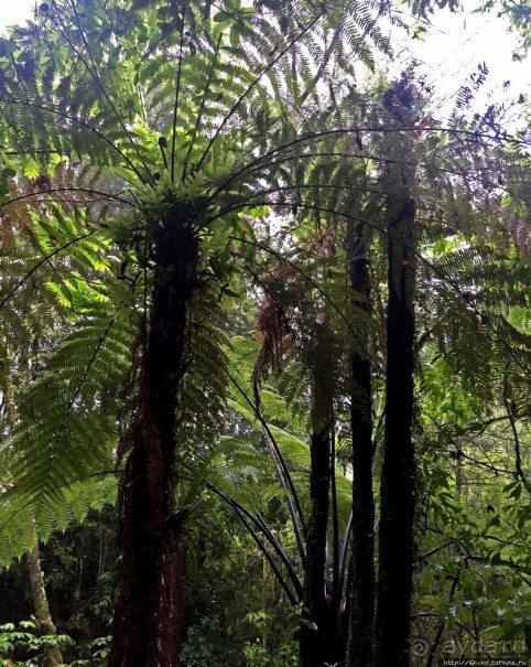 Пещера светлячков Ваитомо. На мой вкус, интереснейшее в НЗ