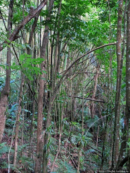 Каскады Коки