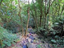 Каскады Коки