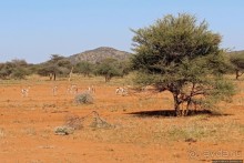 Утреннее сафари в Эринди, или "Соло одинокого гепарда"