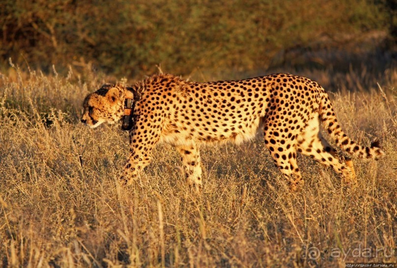 Утреннее сафари в Эринди, или "Соло одинокого гепарда"