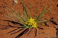 Утреннее сафари в Эринди, или "Соло одинокого гепарда"