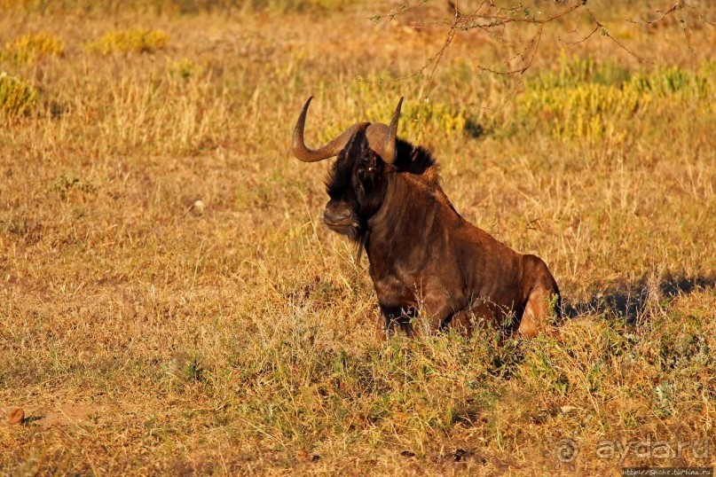 Утреннее сафари в Эринди, или "Соло одинокого гепарда"