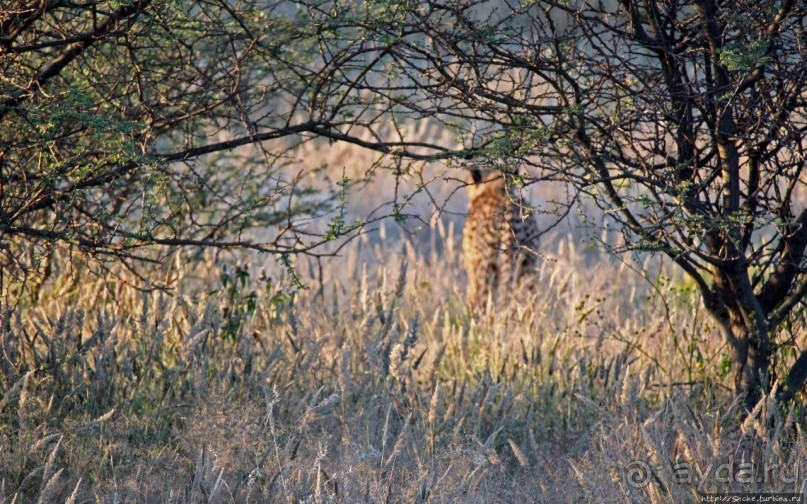 Утреннее сафари в Эринди, или "Соло одинокого гепарда"