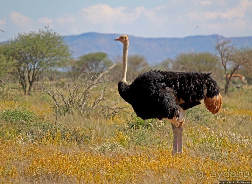 Утреннее сафари в Эринди, или "Соло одинокого гепарда"