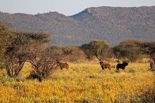 Утреннее сафари в Эринди, или "Соло одинокого гепарда"