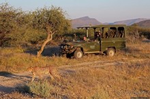 Утреннее сафари в Эринди, или "Соло одинокого гепарда"