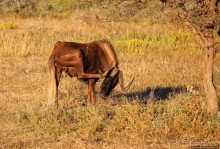 Утреннее сафари в Эринди, или "Соло одинокого гепарда"