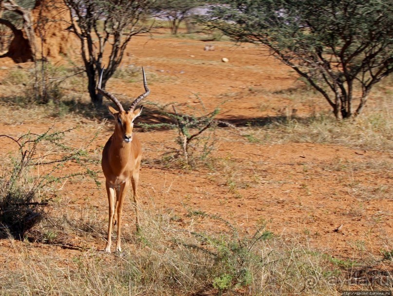 Утреннее сафари в Эринди, или "Соло одинокого гепарда"