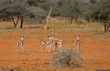 Утреннее сафари в Эринди, или "Соло одинокого гепарда"