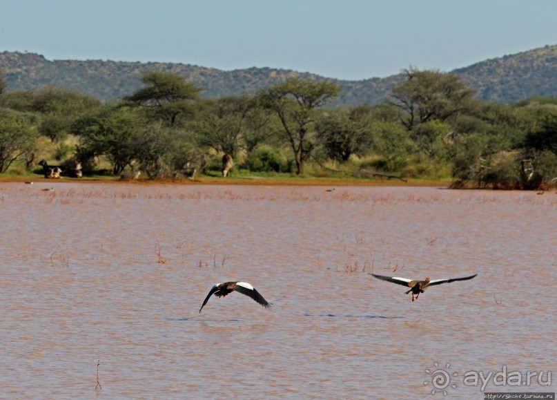 Утреннее сафари в Эринди, или "Соло одинокого гепарда"