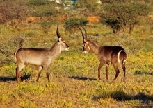 Утреннее сафари в Эринди, или "Соло одинокого гепарда"
