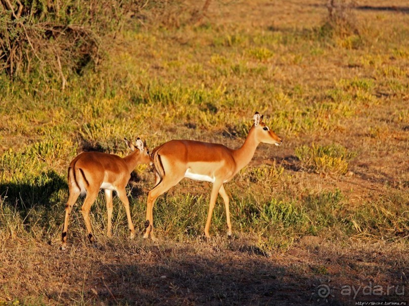 Утреннее сафари в Эринди, или "Соло одинокого гепарда"