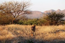 Утреннее сафари в Эринди, или "Соло одинокого гепарда"