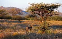 Утреннее сафари в Эринди, или "Соло одинокого гепарда"