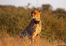 Утреннее сафари в Эринди, или "Соло одинокого гепарда"