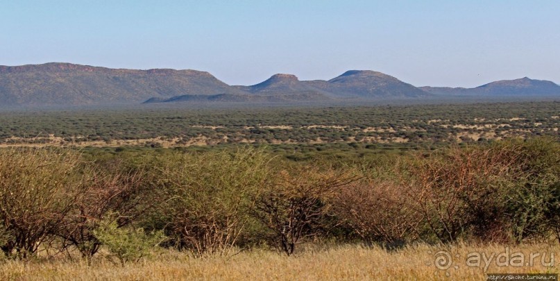 Утреннее сафари в Эринди, или "Соло одинокого гепарда"