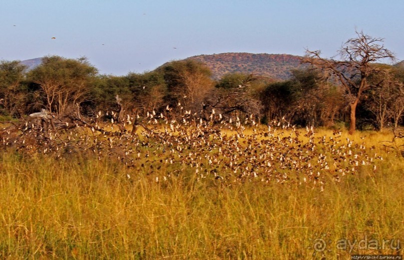 Утреннее сафари в Эринди, или "Соло одинокого гепарда"