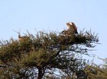 Утреннее сафари в Эринди, или "Соло одинокого гепарда"