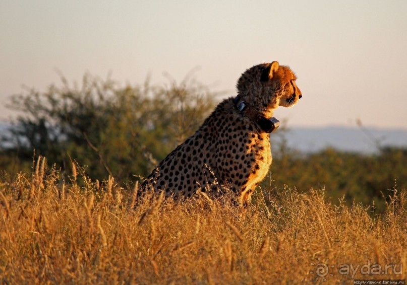 Утреннее сафари в Эринди, или "Соло одинокого гепарда"