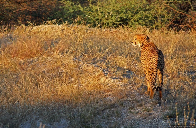 Утреннее сафари в Эринди, или "Соло одинокого гепарда"