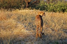 Утреннее сафари в Эринди, или "Соло одинокого гепарда"
