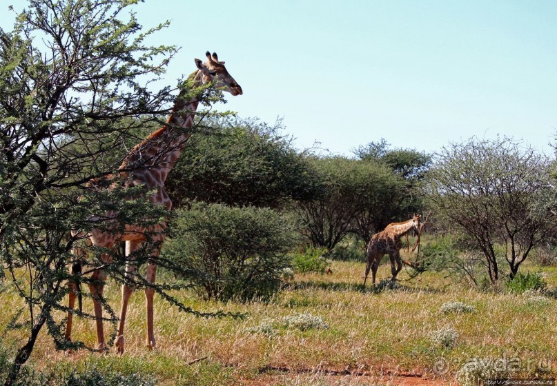 Утреннее сафари в Эринди, или "Соло одинокого гепарда"