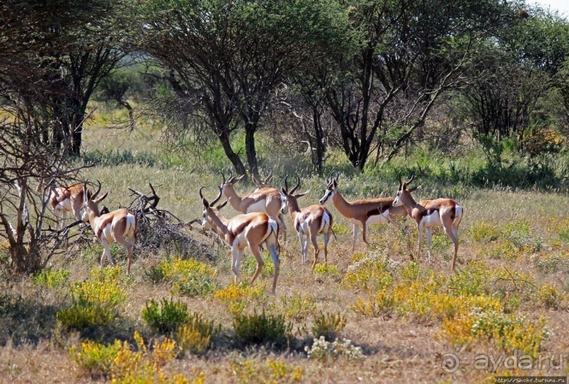 Утреннее сафари в Эринди, или "Соло одинокого гепарда"