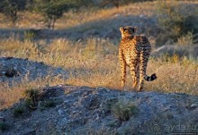 Утреннее сафари в Эринди, или "Соло одинокого гепарда"